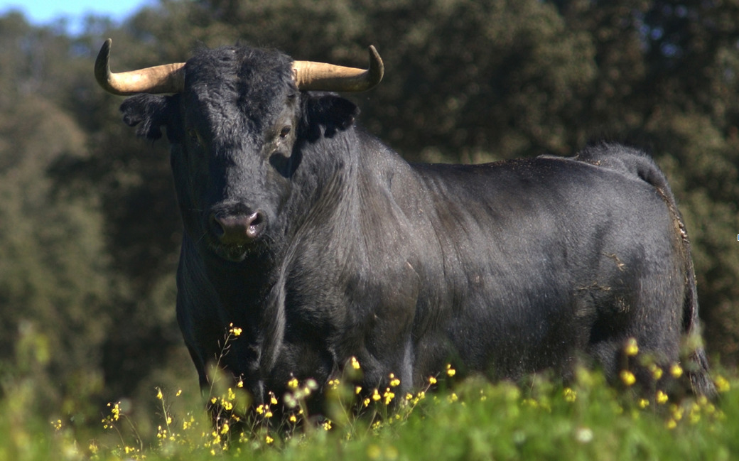 Toro bravo